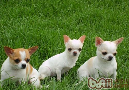 吉娃娃犬