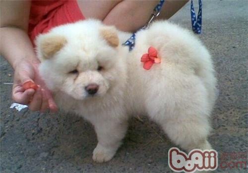 松獅犬