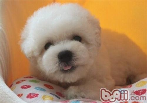 比熊犬