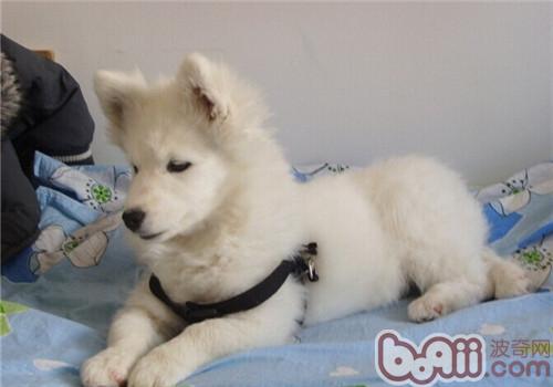 薩摩耶犬