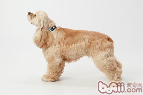 美國可卡犬