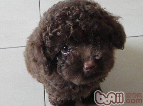 貴賓犬