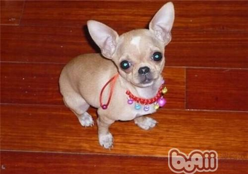 吉娃娃犬