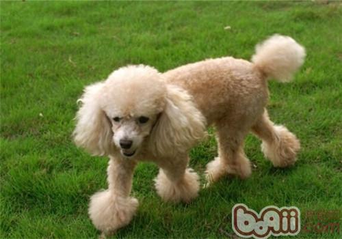 貴賓犬
