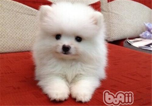 博美犬