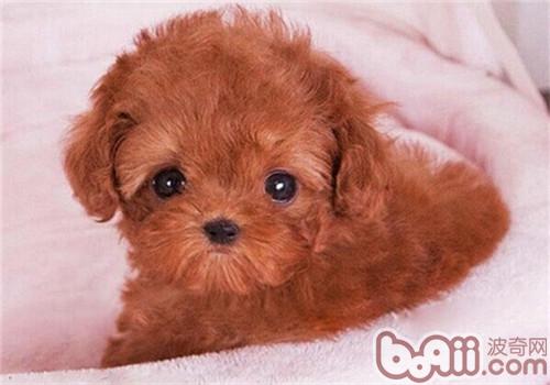 貴賓犬