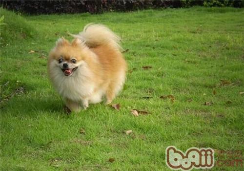 博美犬
