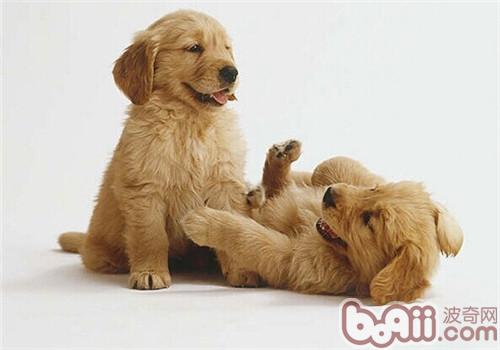 金毛犬