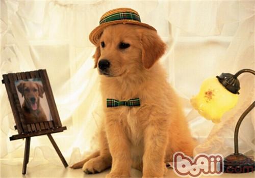 金毛犬