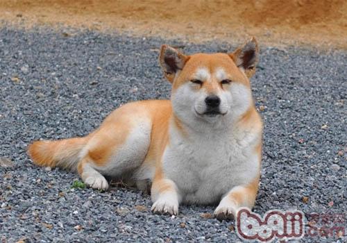 秋田犬