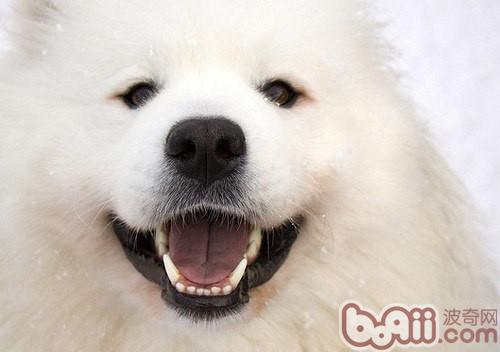 薩摩耶犬