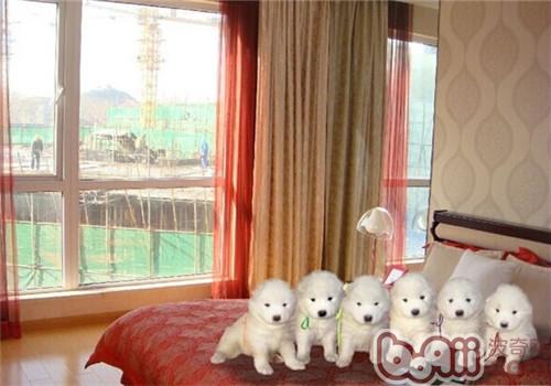 薩摩耶犬