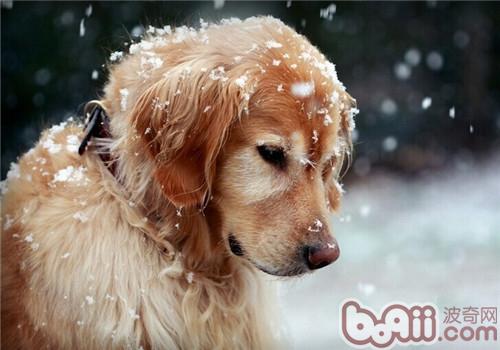 金毛犬