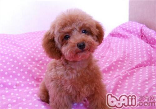 貴賓犬