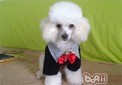 貴賓犬