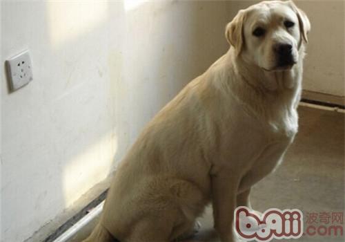 拉布拉多獵犬
