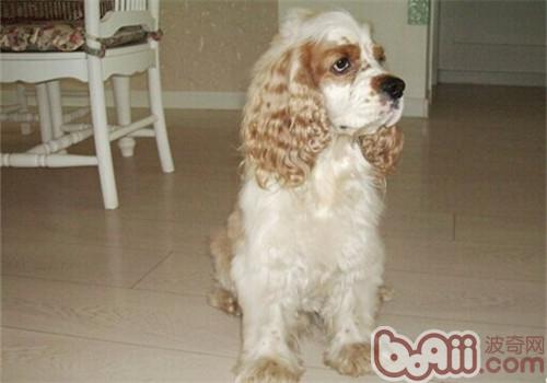 美國可卡犬