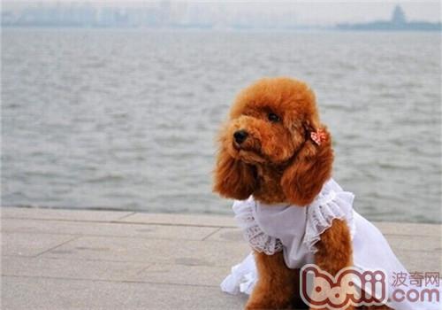 貴賓犬