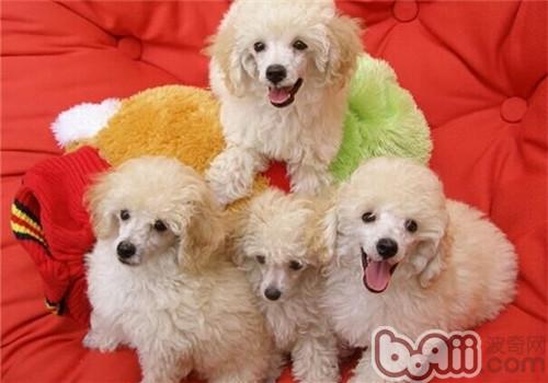 貴賓犬