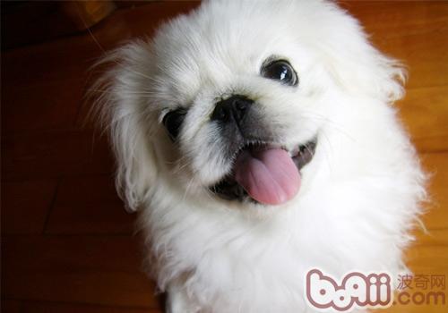 京巴犬