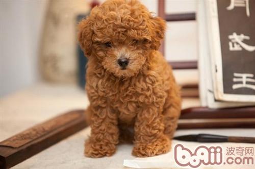 貴賓犬