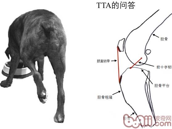 犬後腳跛行，前十字韌帶斷裂的治療FAQ