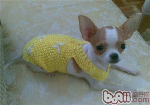 吉娃娃犬