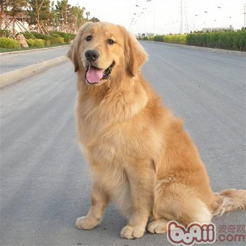 金毛犬