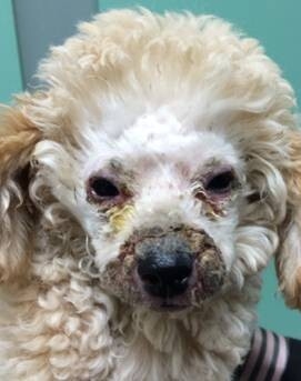 患犬眼睛、口鼻周圍腫脹化膿，大片結痂   