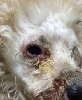 患犬眼睛、口鼻周圍腫脹化膿，大片結痂 