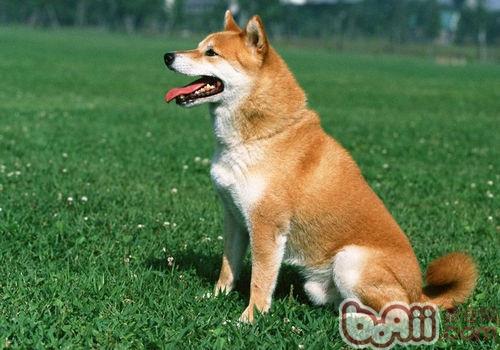 秋田犬