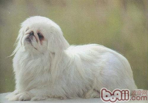 京巴犬