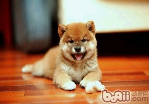 柴犬