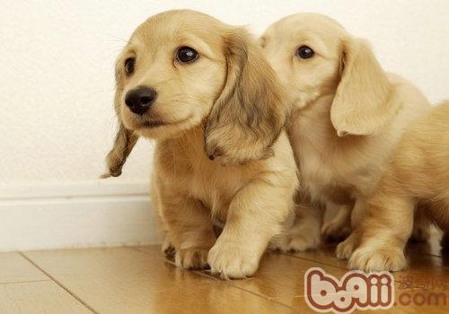 金毛犬