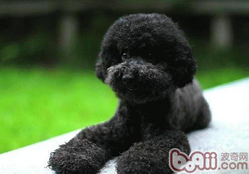 泰迪犬