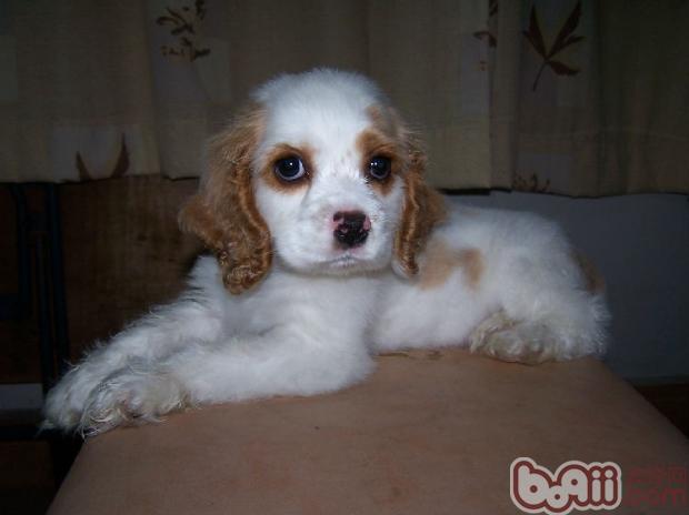 可卡犬