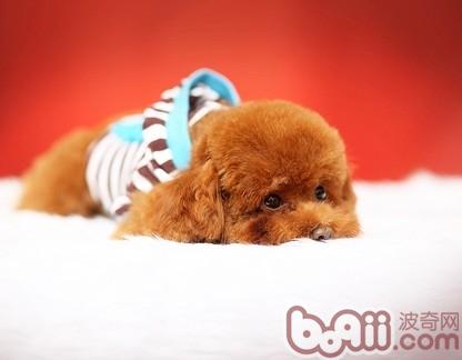 貴賓犬
