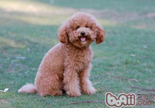 泰迪犬