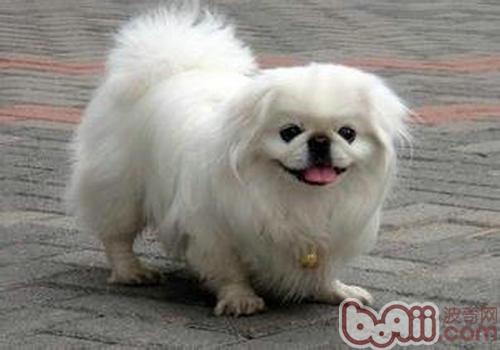 京巴犬
