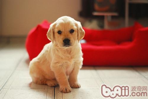 金毛犬