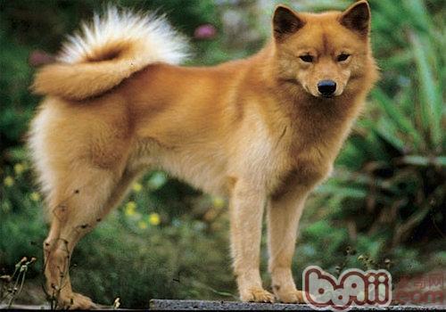 芬蘭狐狸犬