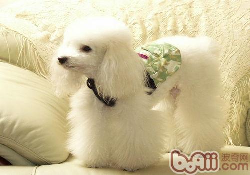 貴賓犬