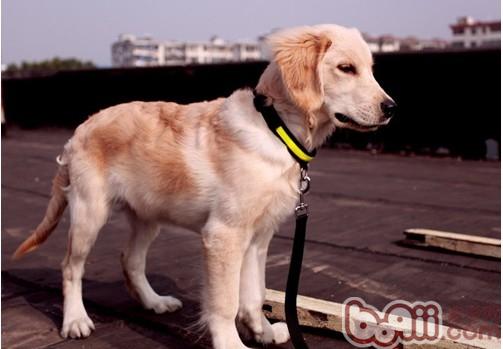 金毛犬