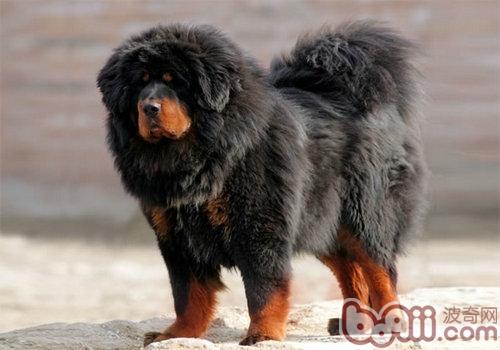 獒犬