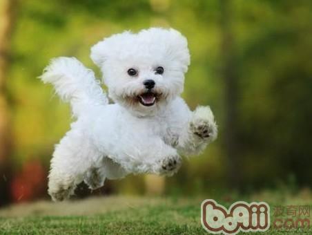 比熊犬