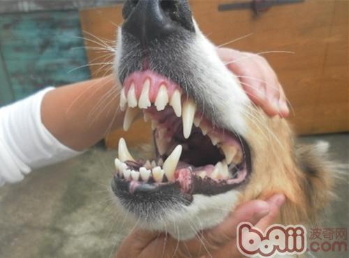 蘇格蘭牧羊犬