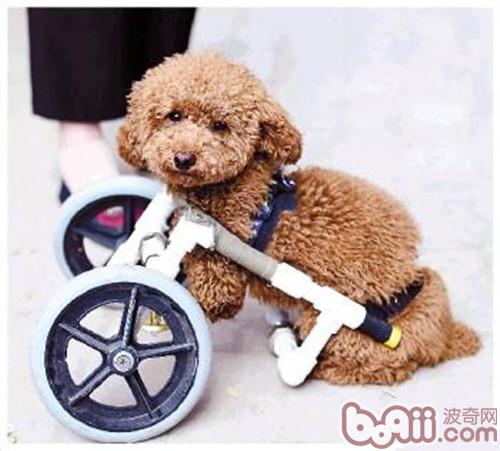 貴賓犬