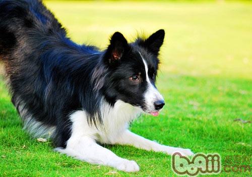 邊境牧羊犬