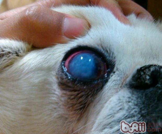 圖1 右眼角膜渾濁，水腫嚴重