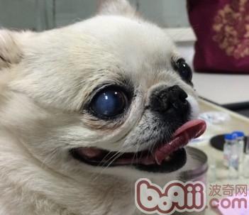 圖3 治療第六天，角膜渾濁腫脹均減輕